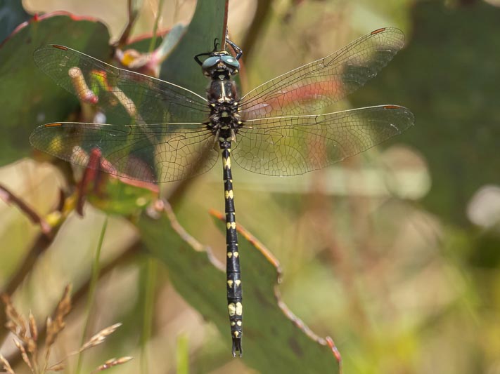 Synthemis eustalacta (Swamp Tigertail)-5.jpg